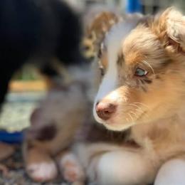 Australian Shepherds from Painted Raven farm