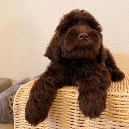 Alibi - Chocolate male Australian Labradoodle puppy in Valley Springs, California from Blue Denim Doodles