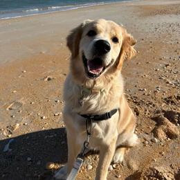 Golden Retriever Puppies from Rose n’ Thistle Farm