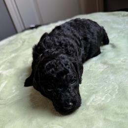 AKC Princess - Pink - Black female Poodle puppy in Baytown, Texas from Charlotte & Co. Miniature Poodles