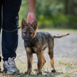 Sevyn vom fullhaus - Sable female German Shepherd puppy in Johnson City, Tennessee from Vom Fullhaus German Shepherds