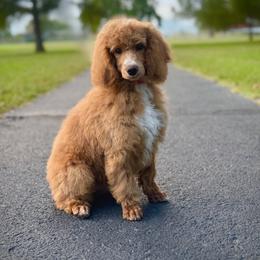 Cavalier King Charles Spaniel, Cavapoo, and Poodle Puppies from Red Skye Puppies