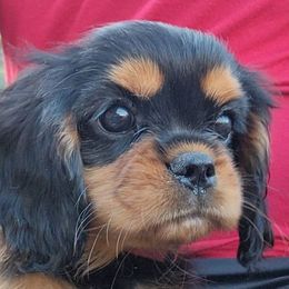 Ruby - Black and tan female Cavalier King Charles Spaniel puppy in Mobile, Alabama from Marcheta Cavaliers