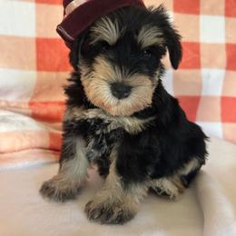 Dove-Girl 2 - Black and silver female Miniature Schnauzer puppy in Granville, Ohio from Shull Mini Schnauzers