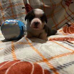Cola - Black and tan male Pembroke Welsh Corgi puppy in Winneconne, Wisconsin from LaLoba’s Corgis