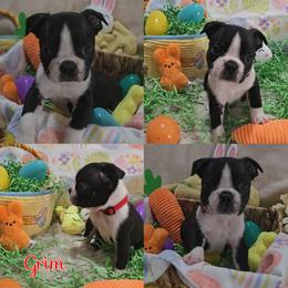Grim - Black and white male Boston Terrier puppy in Clinton Township, Michigan from Greenberg's Boston Terriers & Bullies of Metro Detroit