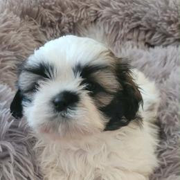 Tessa( Previously Noelle from litter names) - Gold and white female Shih Tzu puppy in North Carolina from WillowCreek Mountain View Shih Tzu