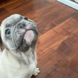 French Bulldog Puppies from Fabi's French Bulldogs
