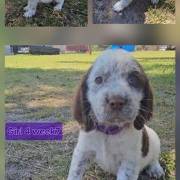 Girl 4 - Liver white and roan female English Springer Spaniel puppy in Lakeland, Georgia from A&N Hobby Farm