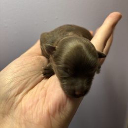 Chocolate Boy - Chocolate male Pomeranian puppy in Douglas, Massachusetts from Country Oak Poms LLC