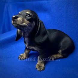Morticia - Brindle female Dachshund puppy in Havana, Florida from Dotted Doxies