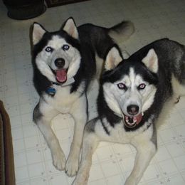Siberian Huskies from Greens 5 Acres Huskies