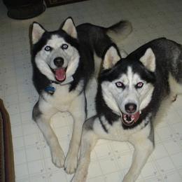 Siberian Huskies from Greens 5 Acres Huskies