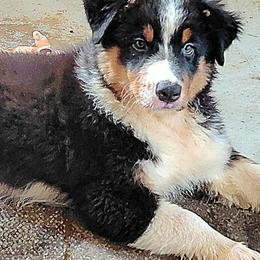 KNIGHT - Black tri-color male Australian Shepherd puppy in Elk Creek, Missouri from Hearts on Fire Australian Shepherds