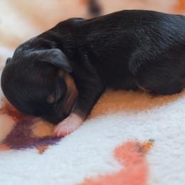 Bean - Black and tan female Dachshund puppy in Rutherfordton, North Carolina from Ziva's Friends