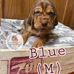 Bloodhound Puppies from McNeely Saline River Bloodhounds