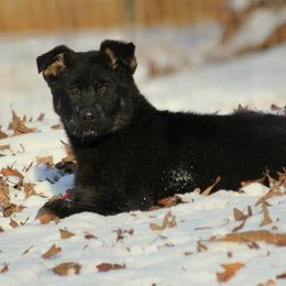 German Shepherd Puppies from Rathbone Kennels