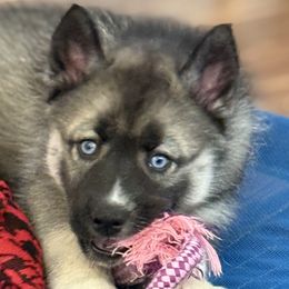 Indie - Agouti and white female Siberian Husky puppy in Fairborn, Ohio from Haven of Free Spirits