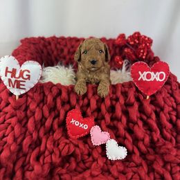 Goldendoodle Puppies from Maryland Designer Doodles