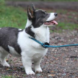 Pepper - Gray and white female American Corgi puppy in Plains, Montana from Diamond Corgis