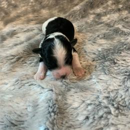 Echo - Parti male Poodle puppy in Haddam, Kansas from Golden B Acres