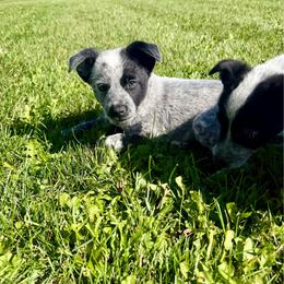 5- Randy - Black & white female Miniature Australian Shepherd puppy in Chilton, Wisconsin from Pointless Acres