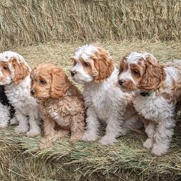 Cavapoo Puppies from Cherish Puppies