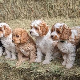 Cavapoo Puppies from Cherish Puppies