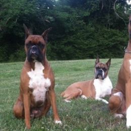 Boxers from Epitome Boxers