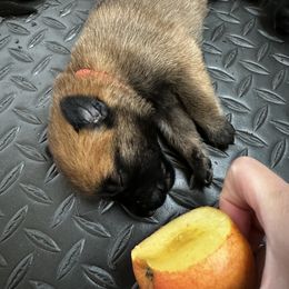 "ESI" Belgian Malinois Puppies from Care 2 Protect