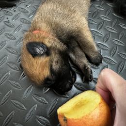 "ESI" Belgian Malinois Puppies from Care 2 Protect