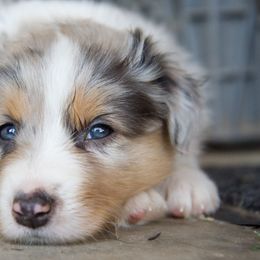 Australian Shepherd Puppies from Gypsy's Charm Australian Shepherds