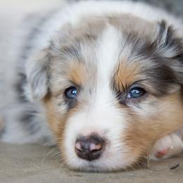 Australian Shepherd Puppies from Gypsy's Charm Australian Shepherds