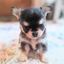 Thunder - Black sabled fawn male Chihuahua puppy in Wayland, Michigan from MI Chihuahua