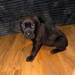 Purple girl - Black brindle female Cane Corso puppy in Saluda, South Carolina from Brooks Imperial Corso
