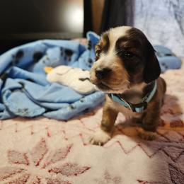 Dachshund Puppies from Randal Hunke