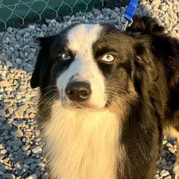 Cash - Black tri male Miniature Australian Shepherd puppy in Somerset, Kentucky from Natural Life Ranch