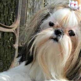 Shih Tzus from Miracle Shih Tzu