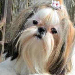 Shih Tzus from Miracle Shih Tzu