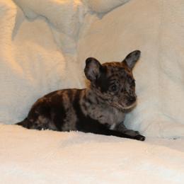 Charline - Blue merle female Chihuahua puppy in Willamina, Oregon from Cherished Chihuahuas