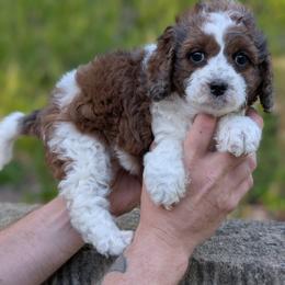Abigail - Merle female Cavapoo puppy in Coshocton, Ohio from Forever Family Puppies