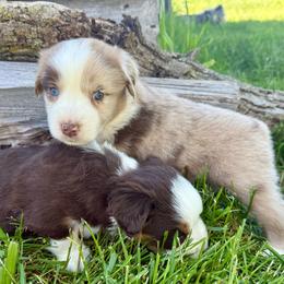 Jack - Red merle male Miniature Australian Shepherd puppy in Marion, Michigan from Highland Hills Mini Aussies