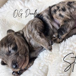 Stormi - Merle female Goldendoodle puppy in Cleveland, Georgia from The O.G. Doodles