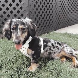 Dachshund puppies from Snowfall Siberians