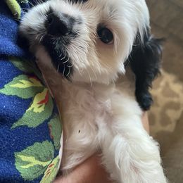 Cavalier King Charles Spaniel and Cocker Spaniel Puppies from Cochran Spaniels