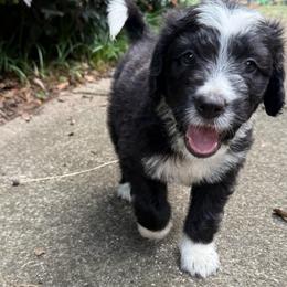 Hope (The Wasp) - female Australian Mountain Doodle puppy in Williamston, South Carolina from Sassy Bob’s Dogs