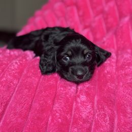 Sunflower - Black and cream female Dachshund puppy in Hornbeck, Louisiana from A&Z Mini Dachshunds
