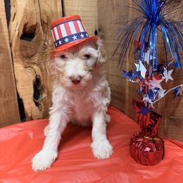 Paisley - Cream female Aussiedoodle puppy in Lavonia, Georgia from H & A Kennels