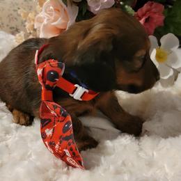Dachshund Puppies from CLARK'S BREEDING PROGRAM