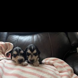 Puppy Boy 1 - Blue and cream male Afghan Hound puppy in Carlisle, Pennsylvania from Winterberry Afghan Hounds